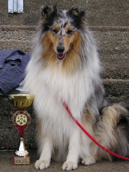 Tiby Blue Du castel de la roche  aux fées