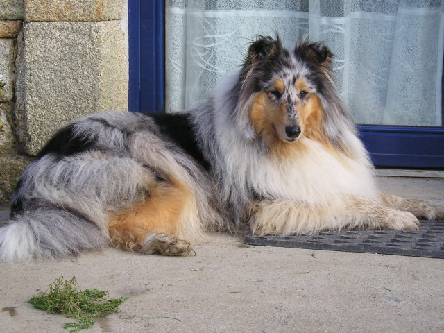 Tiby Blue Du castel de la roche  aux fées