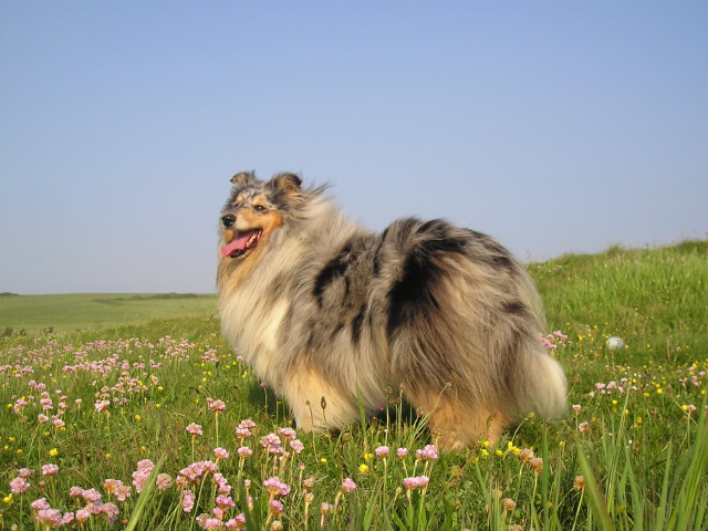 Tiby Blue Du castel de la roche  aux fées