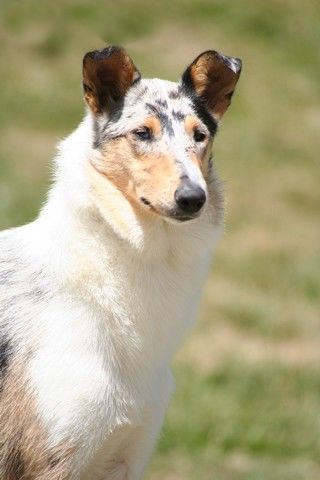 Tiby Blue Du castel de la roche  aux fées