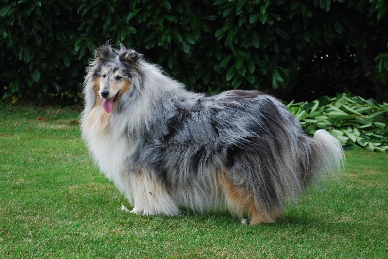 Tiby Blue Du castel de la roche  aux fées