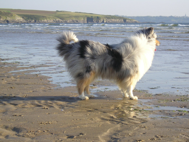 Tiby Blue Du castel de la roche  aux fées