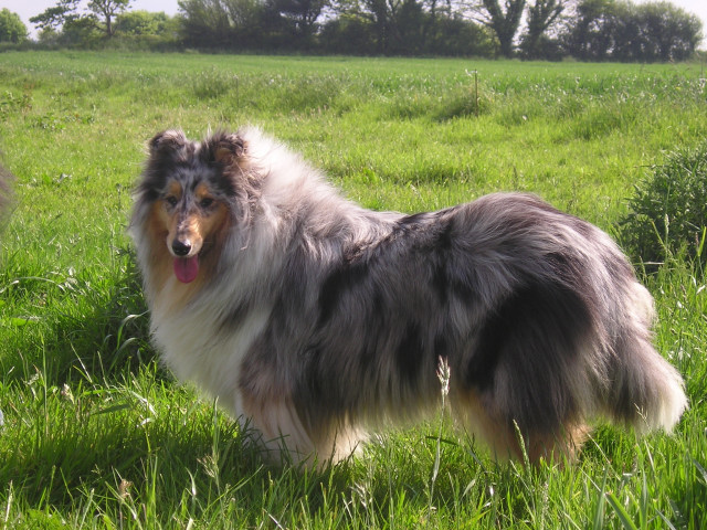 Tiby Blue Du castel de la roche  aux fées