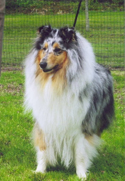 Tiby Blue Du castel de la roche  aux fées