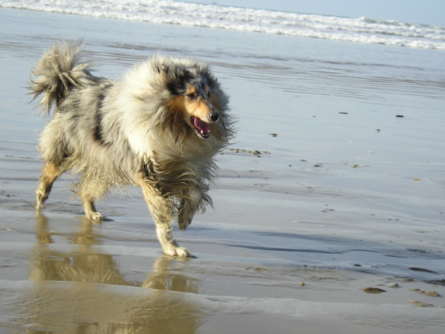 Tiby Blue Du castel de la roche  aux fées