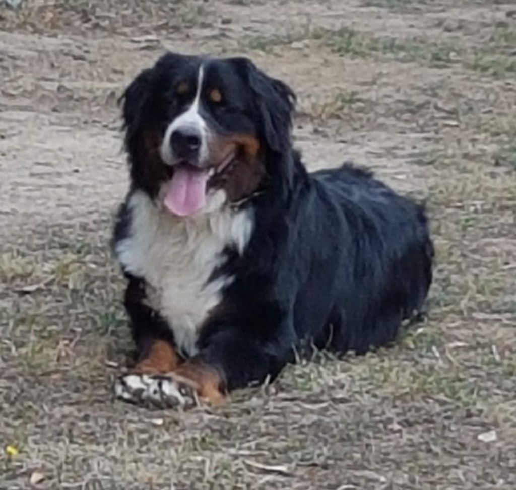 Mona lisa Du Jardin D'Emeraude - EXC. O.F.