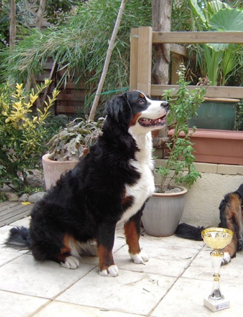 Dana du clos de la Cigalière - 1ère Excellent RCACS