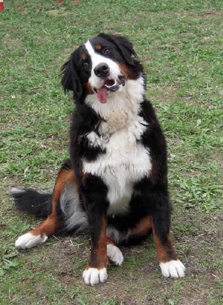 Dana du clos de la Cigalière - Très bon