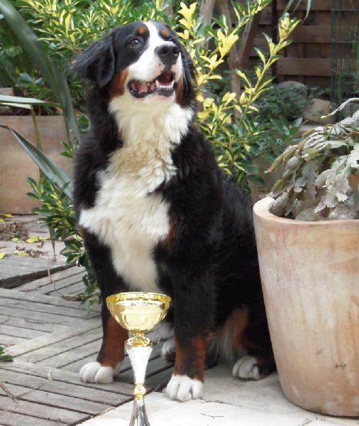 Dana du clos de la Cigalière - 1ère Excellent