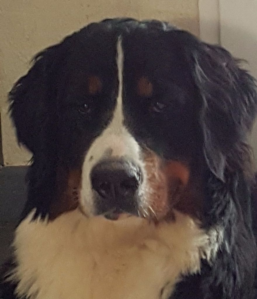 Mona lisa Du Jardin D'Emeraude - Très Prometteur Meilleur Puppy