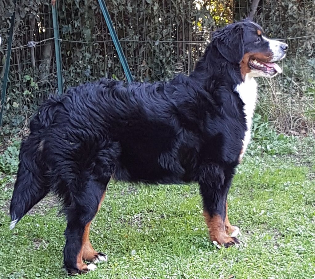 Mona lisa Du Jardin D'Emeraude - Très Prometteur Meilleur Puppy