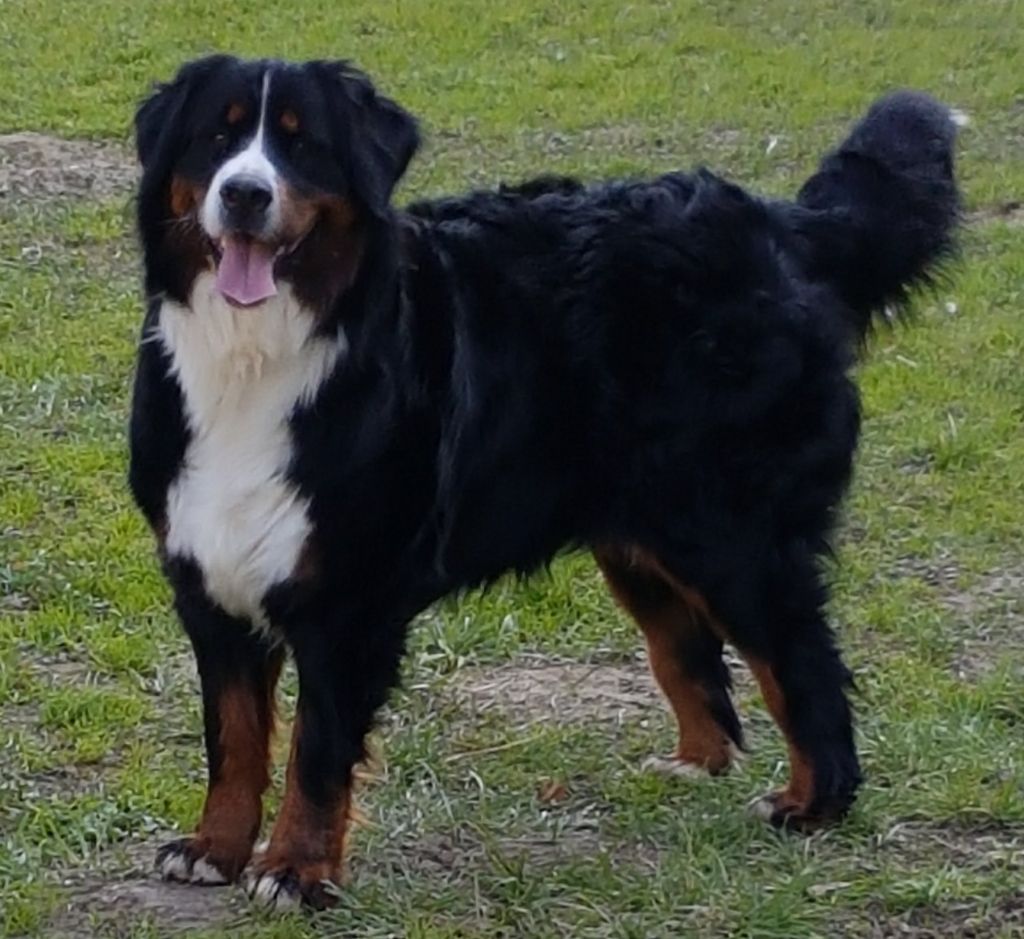 Mona lisa Du Jardin D'Emeraude - T.B Cl. Jeune femelle.