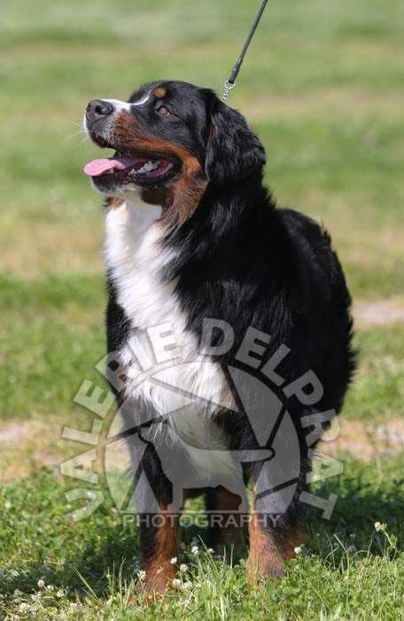 Mona lisa Du Jardin D'Emeraude - EXC. I.F