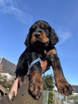 Chiot N°1 - Setter Gordon