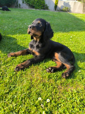 Les chiots de Setter Gordon