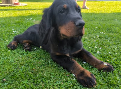 Les chiots de Setter Gordon