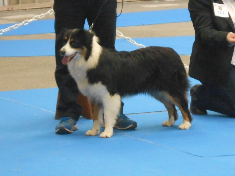 Indyana De La Ferme Des Paliès - excellent jeune femelle