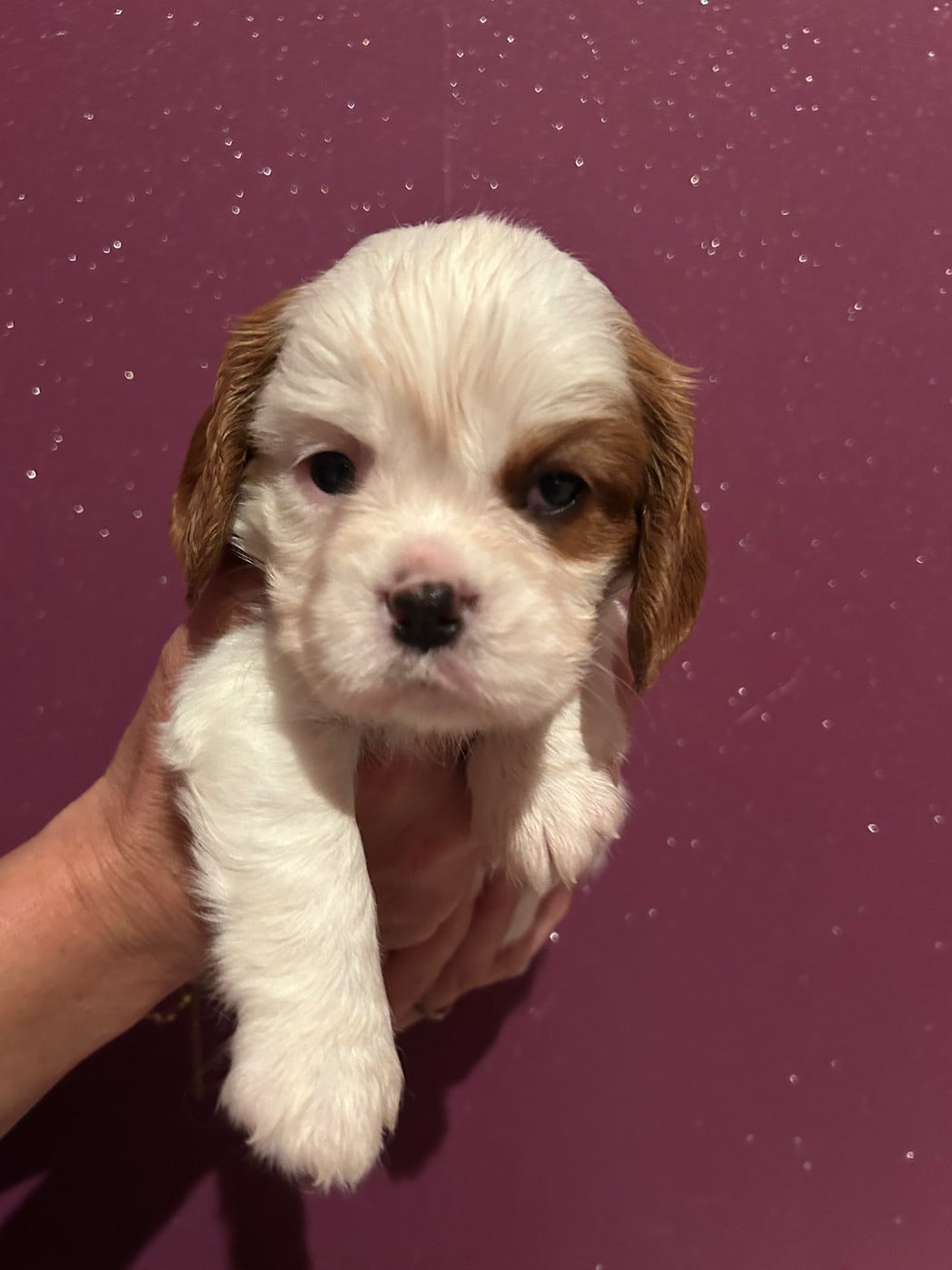 CHIOT 4 BLENHEIM