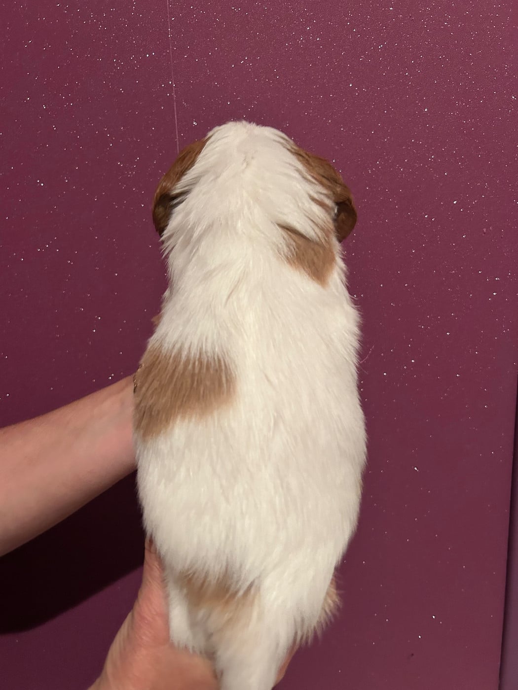 CHIOT 4 BLENHEIM