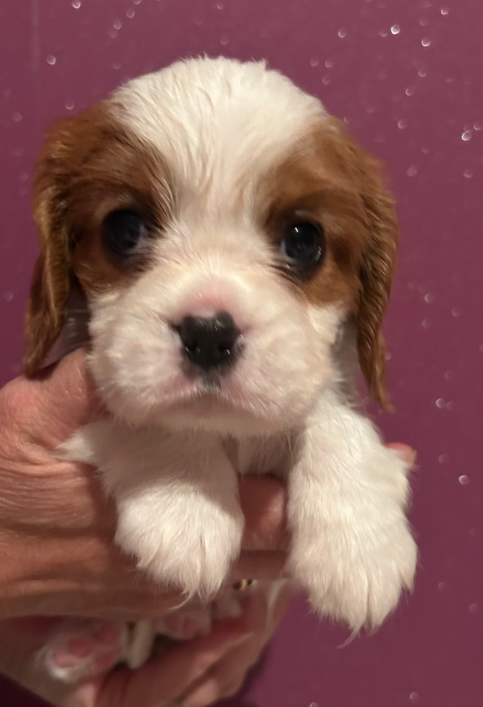 CHIOT 3 BLENHEIM