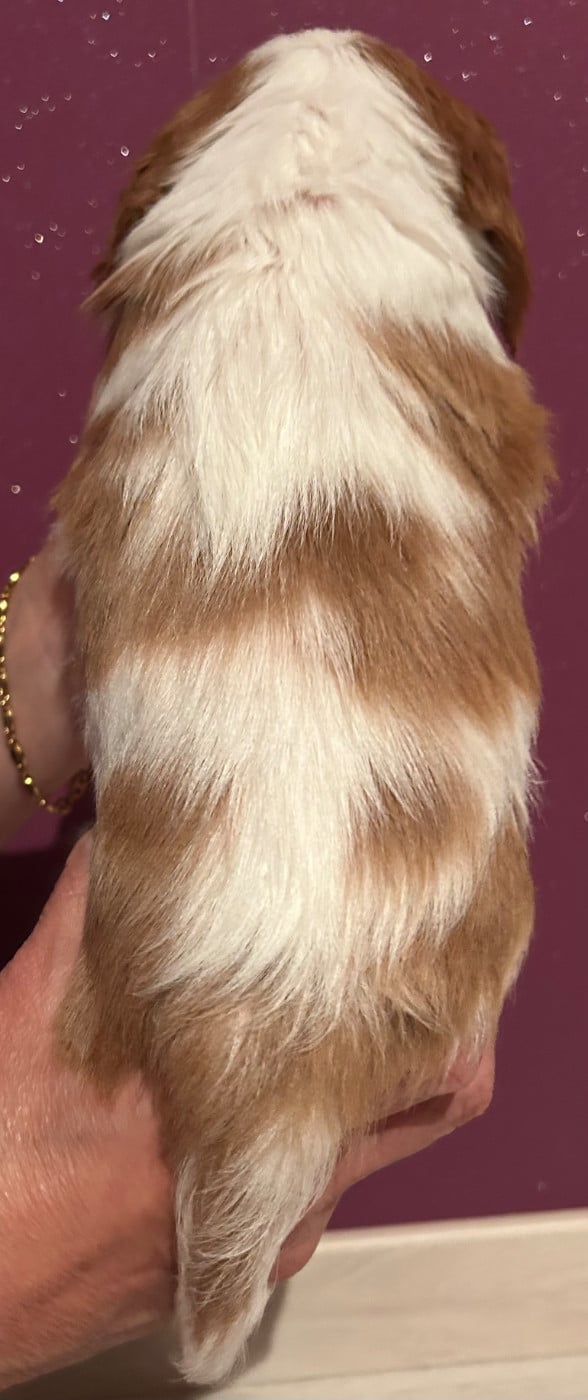 CHIOT 3 BLENHEIM