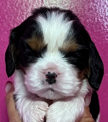 Les chiots de Cavalier King Charles Spaniel
