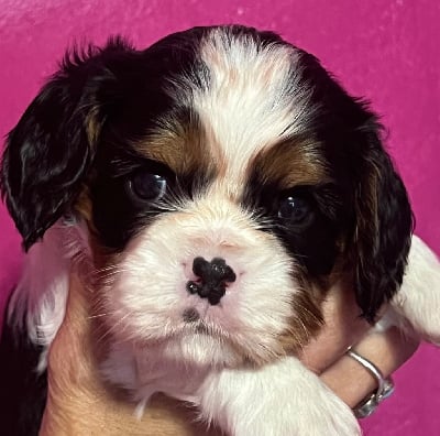 Les chiots de Cavalier King Charles Spaniel
