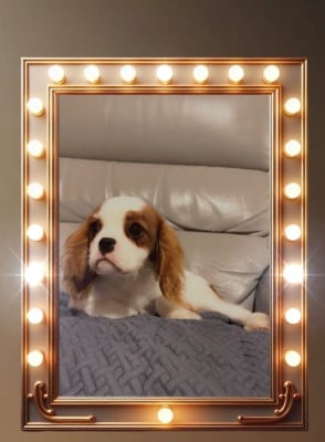 Les chiots de Cavalier King Charles Spaniel