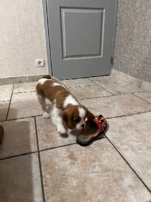 Les chiots de Cavalier King Charles Spaniel