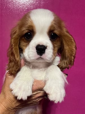 Les chiots de Cavalier King Charles Spaniel