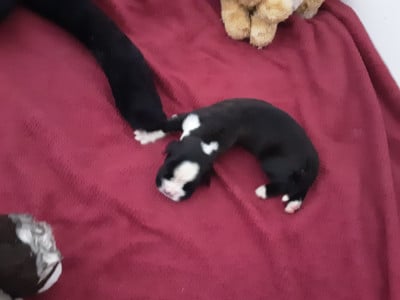 Les chiots de Boxer