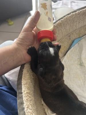 Les chiots de Boxer