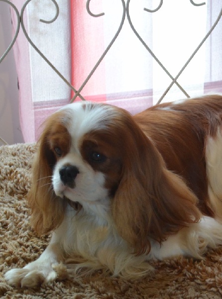 CH. Just my imagination Des Précieuses Pierres