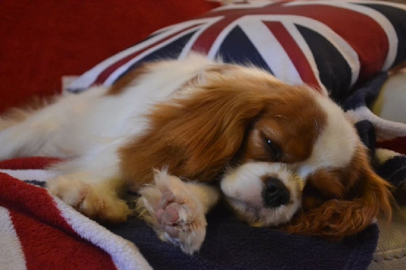 L'histoire d'amour Des Précieuses Pierres