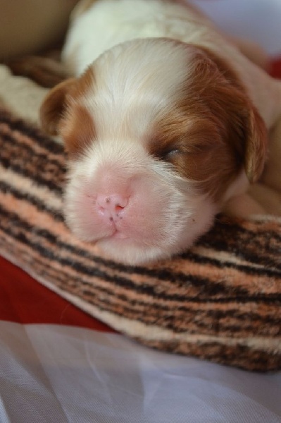 L'histoire d'amour Des Précieuses Pierres