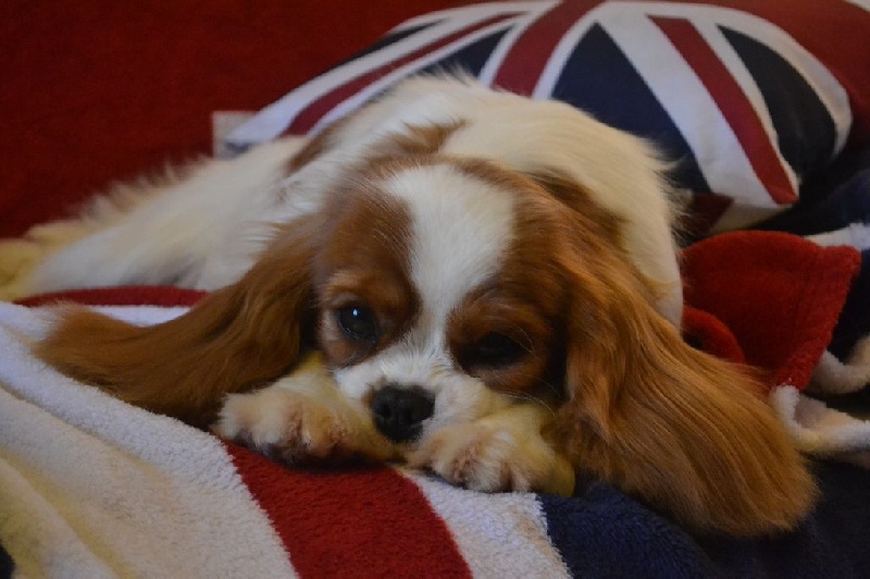 L'histoire d'amour Des Précieuses Pierres