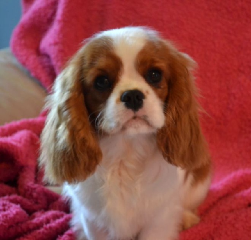 L'histoire d'amour Des Précieuses Pierres