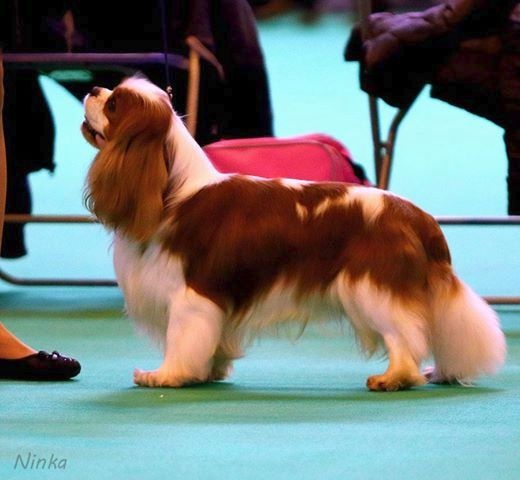 CH. Just my imagination Des Précieuses Pierres