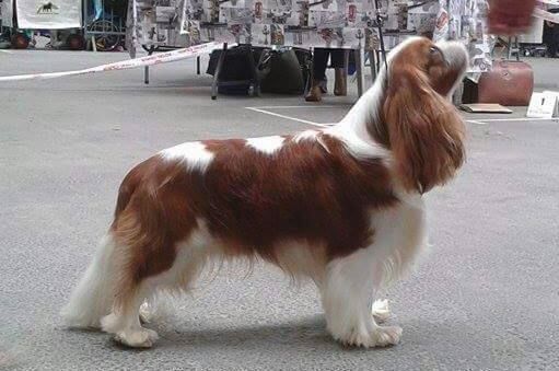 CH. Just my imagination Des Précieuses Pierres