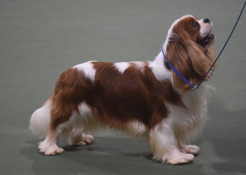 CH. Just my imagination Des Précieuses Pierres