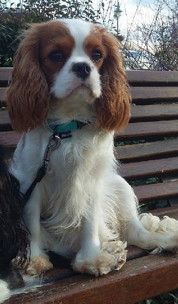 L'histoire d'amour Des Précieuses Pierres