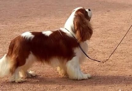 CH. Just my imagination Des Précieuses Pierres