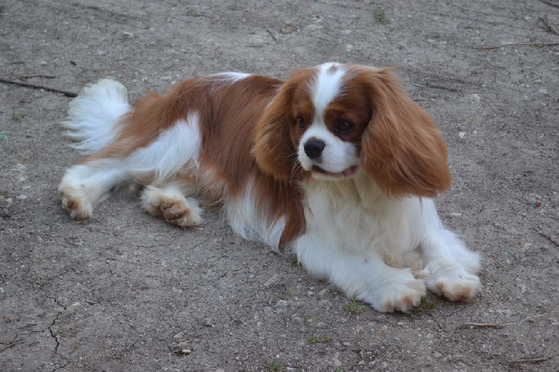 CH. Just my imagination Des Précieuses Pierres