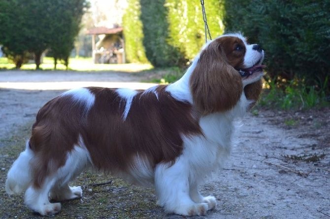 CH. Just my imagination Des Précieuses Pierres