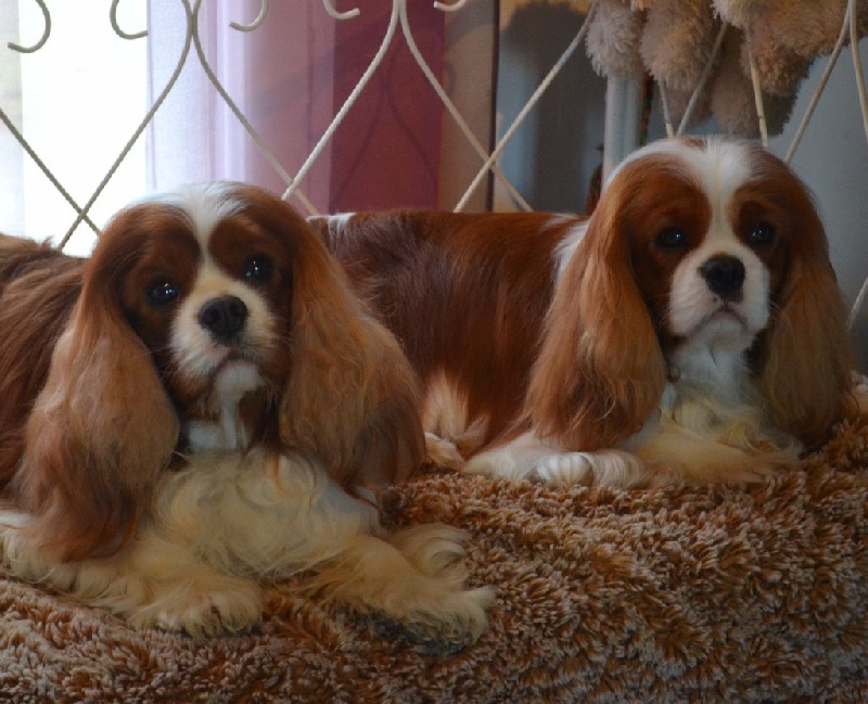 CH. Just my imagination Des Précieuses Pierres