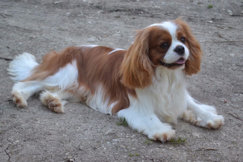 CH. Just my imagination Des Précieuses Pierres