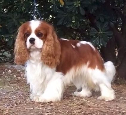 CH. Just my imagination Des Précieuses Pierres