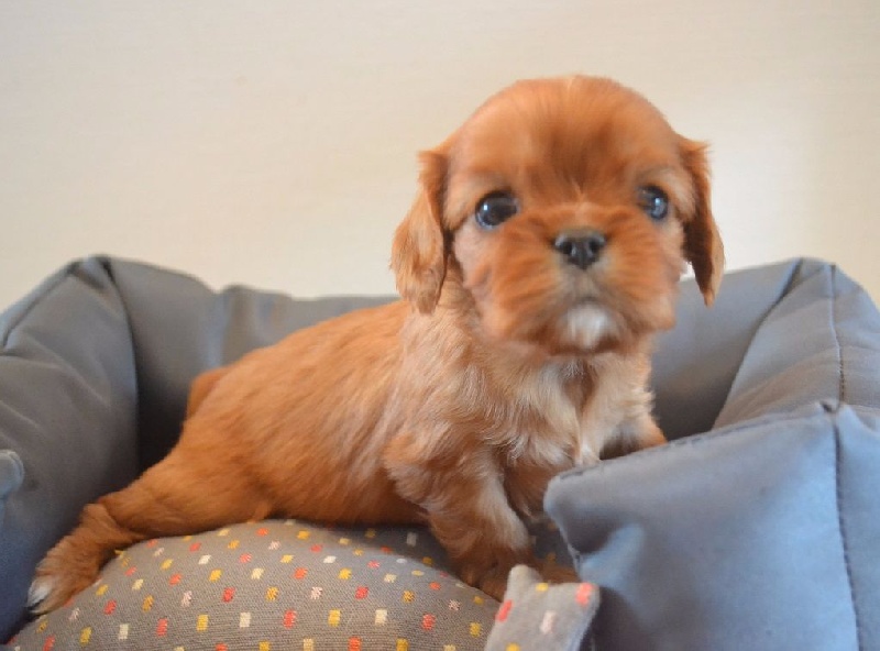 Imagine Des Précieuses Pierres