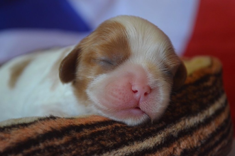 L'histoire d'amour Des Précieuses Pierres