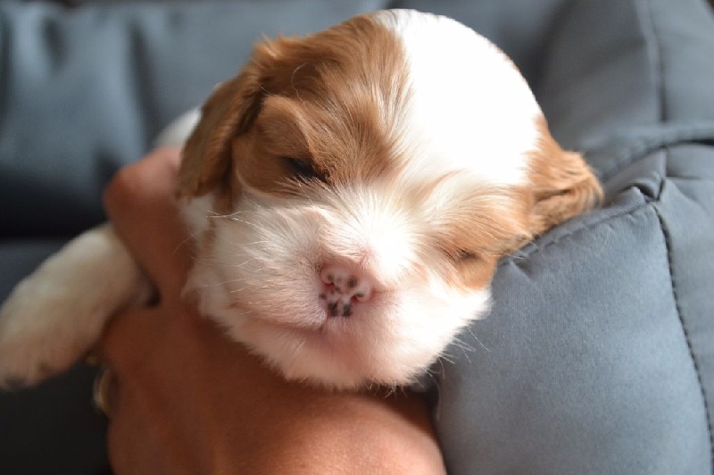 L'histoire d'amour Des Précieuses Pierres